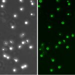 Human CD34+ Hematopoietic Stem Cells: HHSC