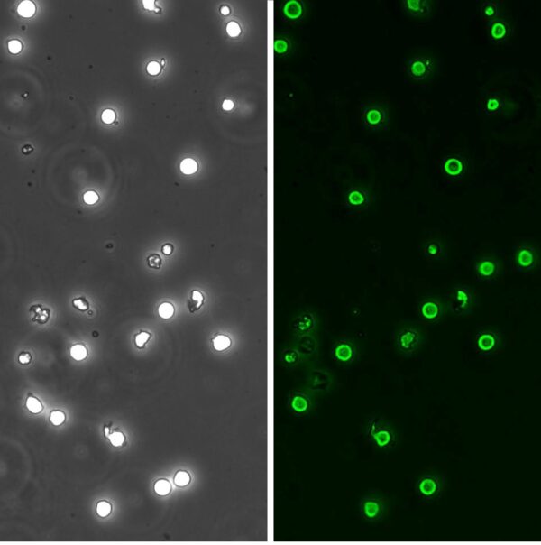 Human CD34+ Hematopoietic Stem Cells: HHSC
