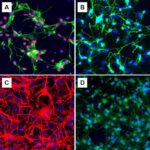 Human Neural Stem Cells, Neurospheres: HNSC-3D