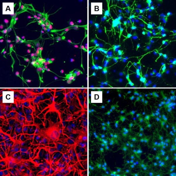 Human Neural Stem Cells, Neurospheres: HNSC-3D