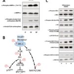 Human Skeletal Muscle Cells: S-HSkMC: Pre-Screened