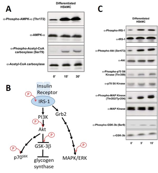 Human Skeletal Muscle Cells: S-HSkMC: Pre-Screened