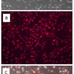 Mouse Microglia: MMcg
