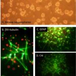 Mouse Neural Stem Cells: MNSC