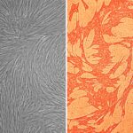 Porcine Coronary Artery Smooth Muscle Cells: PCASMC