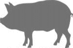 Porcine
