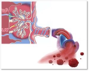 Placenta