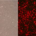 Rat Aortic Endothelial Cells: RAOEC