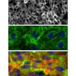 Rat Cardiomyocytes: RCm