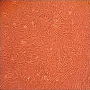 Rat Dermal Fibroblasts: RDF