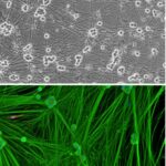 Rat Dorsal Root Ganglion Neurons: RDRGN