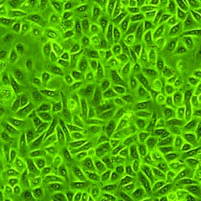 Rat Epidermal Keratinocytes: REK