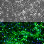 Rat Hindbrain Neurons: RHbN