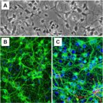 Rat Hippocampal Neurons: RHiN