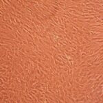 Rat Mesenchymal Stem Cells: RMSC