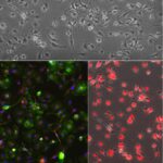 Rat Microglia Cells: RMcg