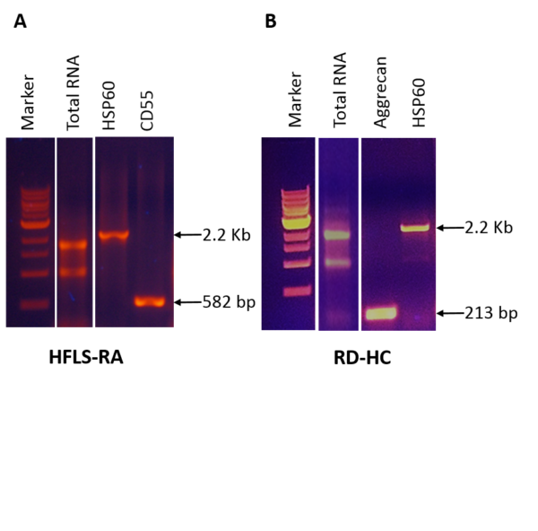 Cell RNA