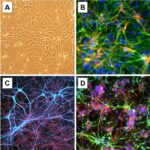 Rat Neural Stem Cells: RNSC