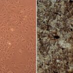 Rat Osteoblasts: ROb