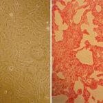 Rat Pulmonary Artery Smooth Muscle Cells: RPASMC