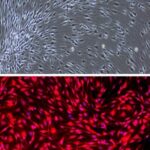 Rat Schwann Cells: RSC