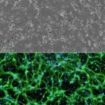 Rat Spinal Cord Neurons: RSpN