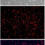 Rat Kupffer Cells: RKC