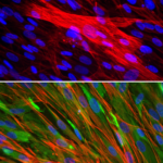 Rabbit Skeletal Muscle Cells: RbSkMC