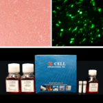Cytofect™ Chondrocyte Transfection Kit