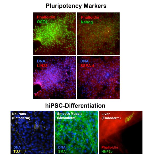 Human Induced Pluripotent Stem Cells: HiPSC