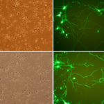 Cytofect™ Neuron Transfection Kit