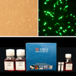 Cytofect™ Preadipocyte Transfection Kit