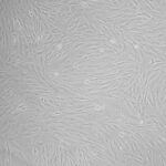 Chicken Embryonic Fibroblasts: CEF