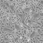Canine Corneal Epithelial Cell: CnCEpC