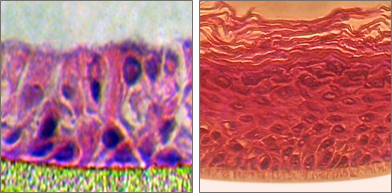 3D Cell Models