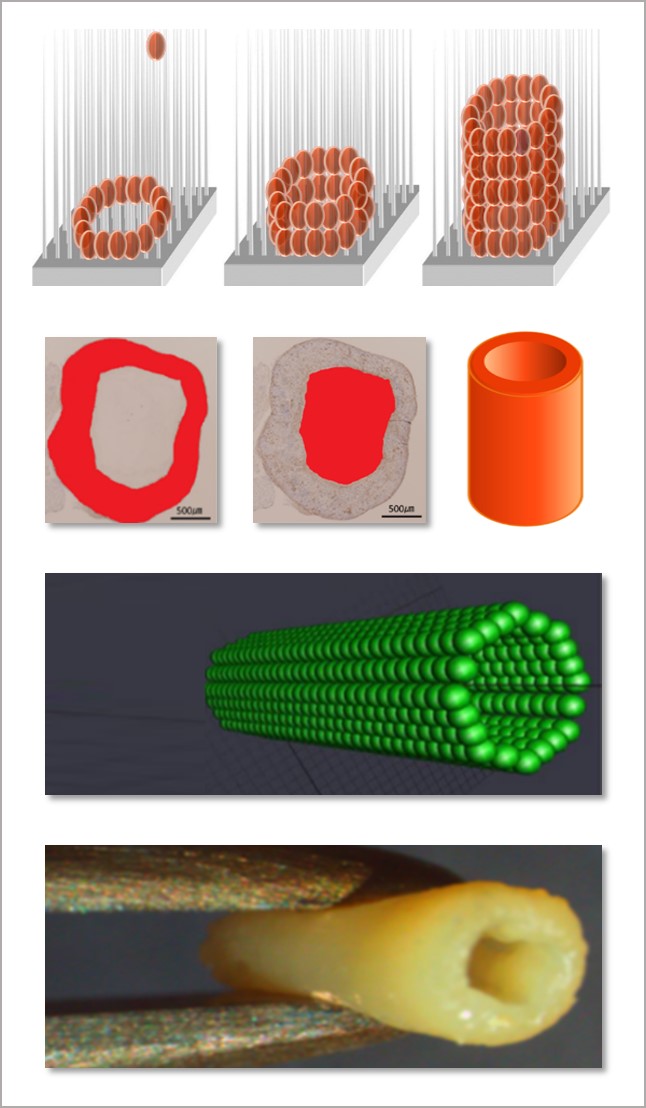3D Cell Bioprinting