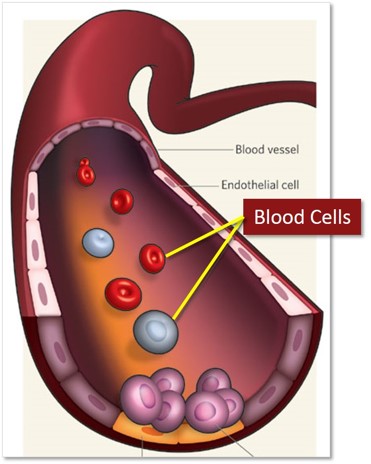 Blood