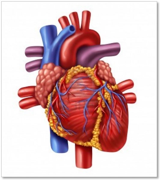 Cardiomyocyte