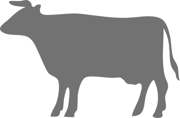 Bovine
