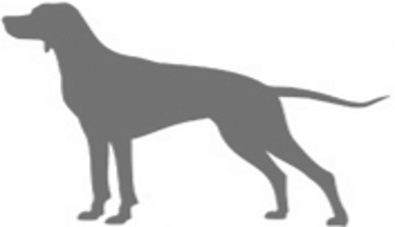 Canine