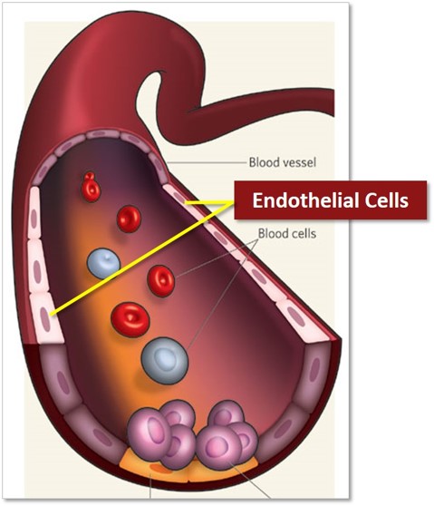 Endothelial