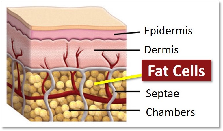 Fat