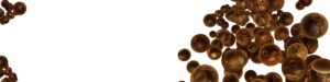 Brown Fat Preadipocytes (i-HBrPAd)