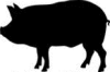 Porcine Cell Media
