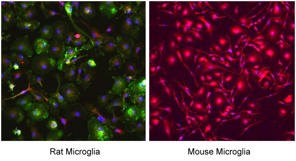 Microglia