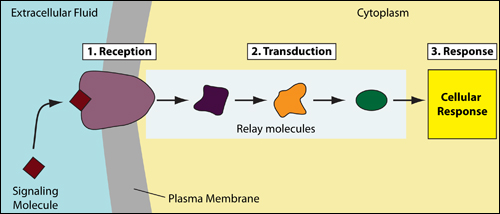 Pre-Screened Cells