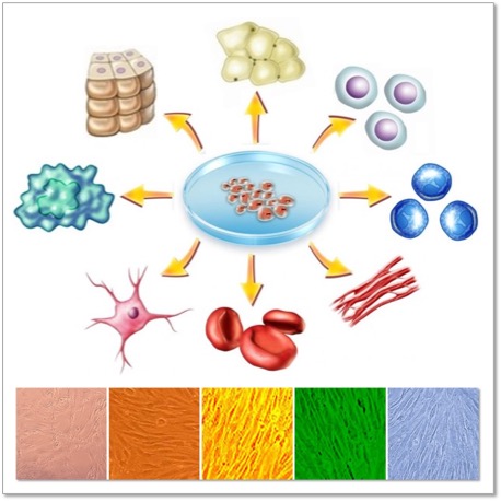 Stem Cells and iPSCs