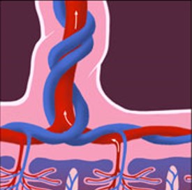 Umbilical