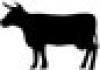 Bovine Cell Media