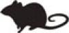 Mouse Cell Media